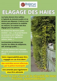 elagage-des-haies-version-14