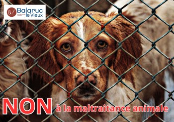 non-a-la-maltraitance-animale