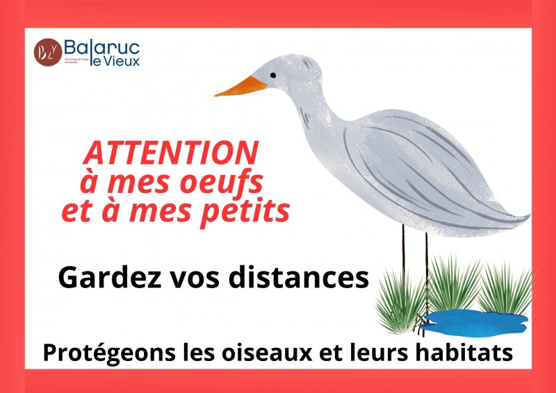 Nidification oiseaux à la Crique de l'Angle