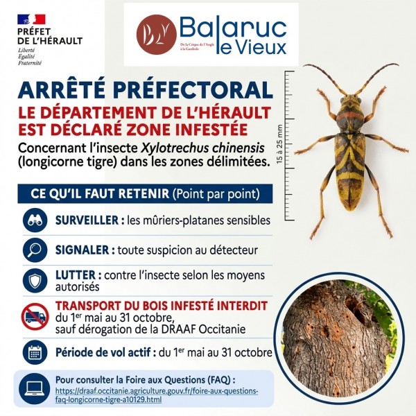 Longicorne tigre : une FAQ pour répondre à vos questions